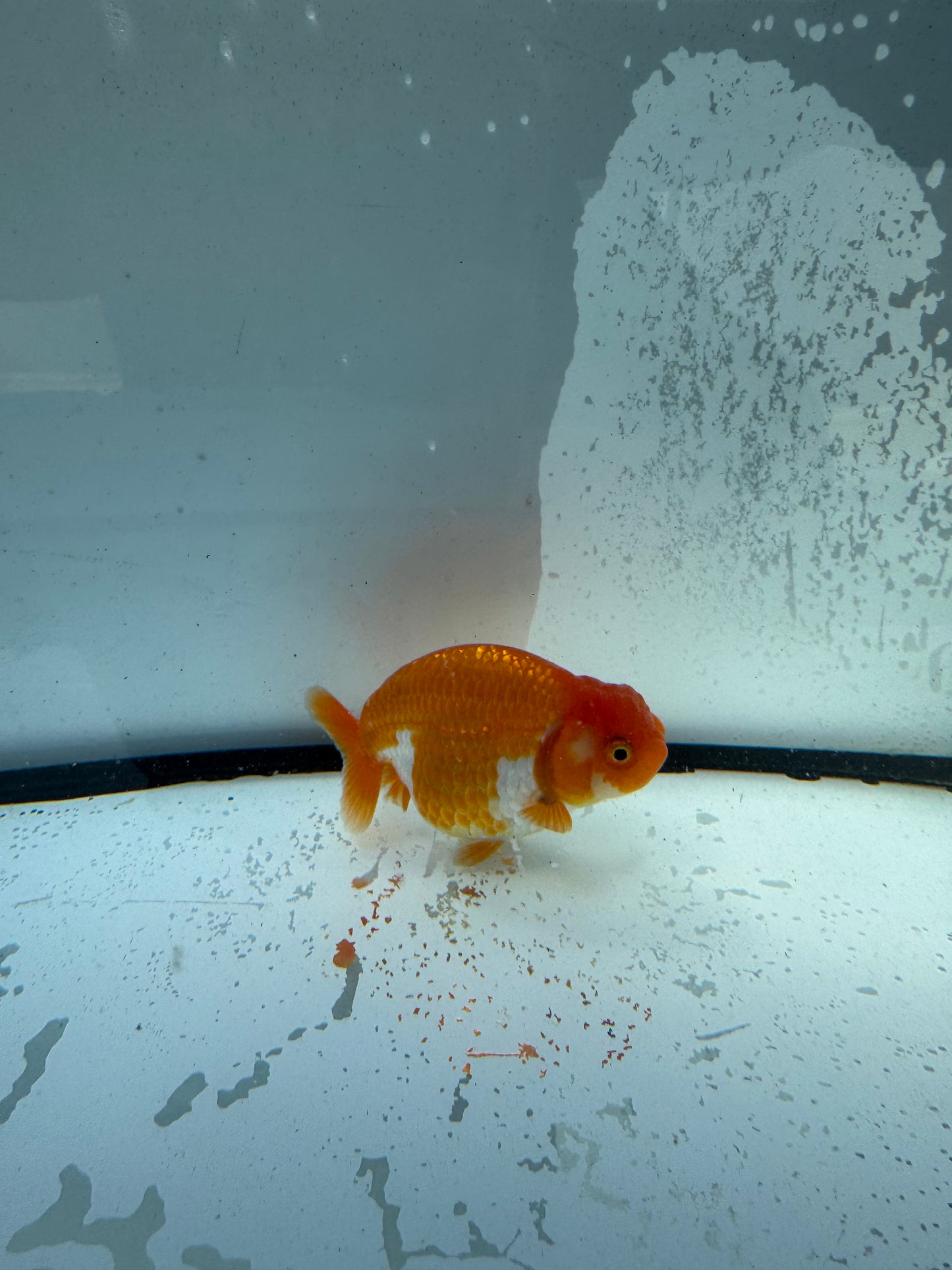 Red&white Ranchu. WVF729