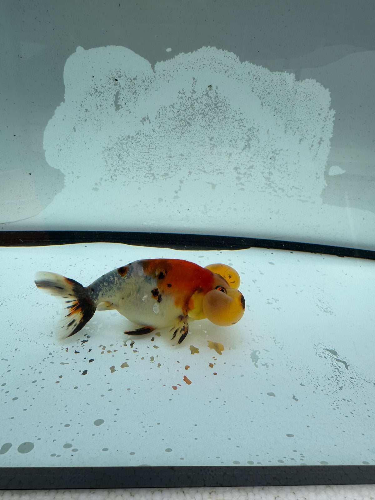 Calico bubble eye WVF1177
