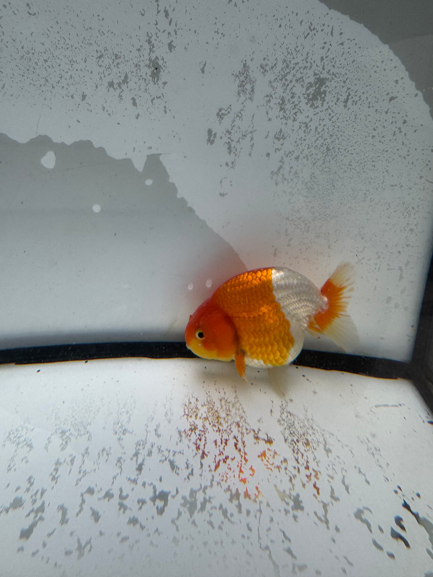 Red&white Ranchu. WVF1013