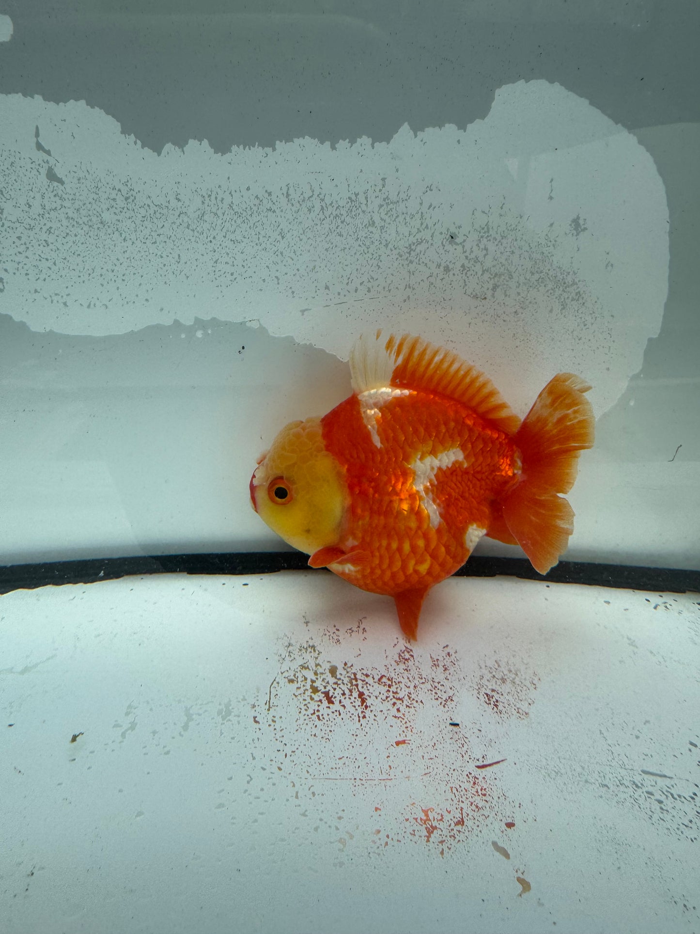 Short tail Oranda. WVF931