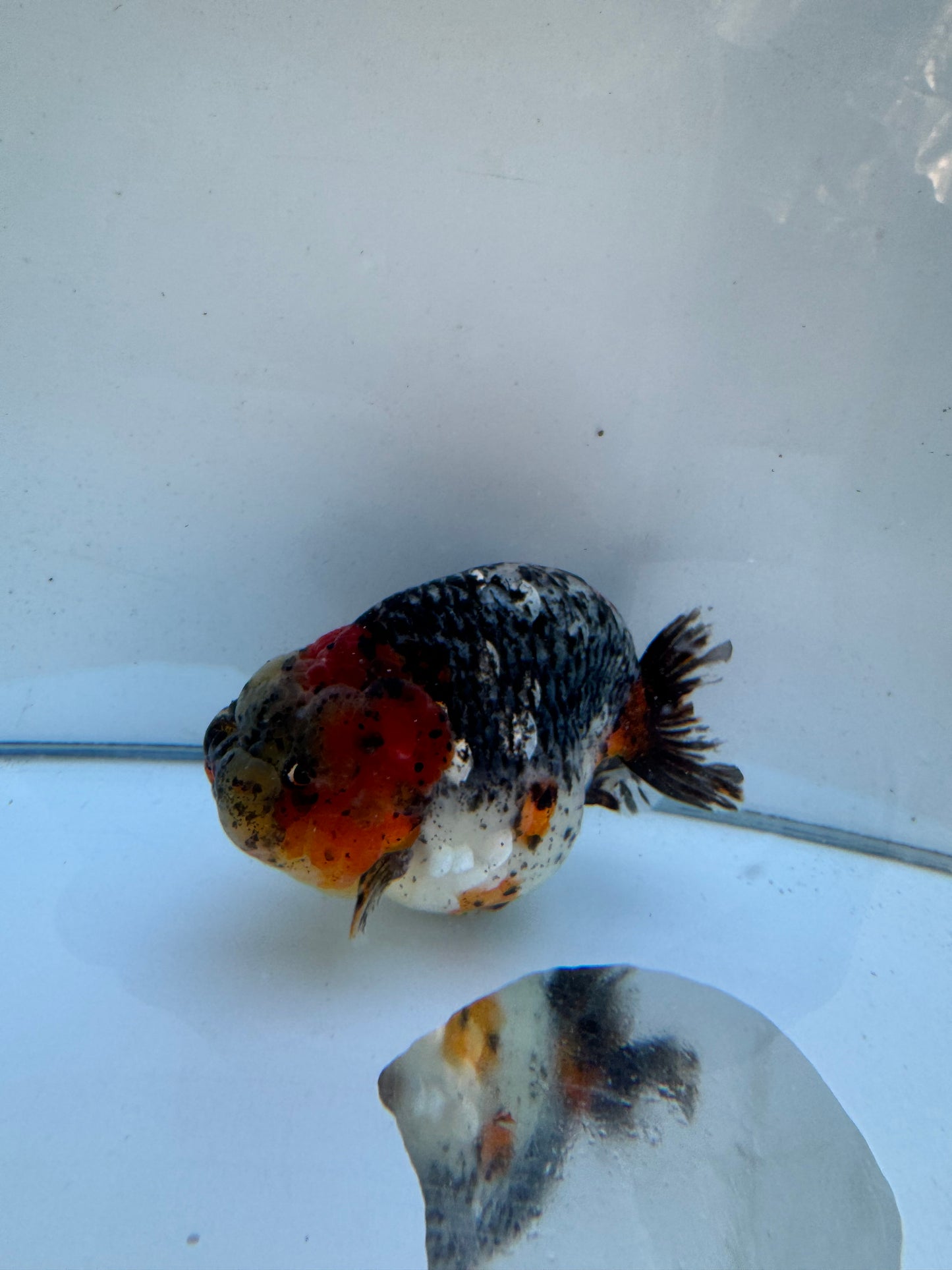 Calico Ranchu.  WVF120