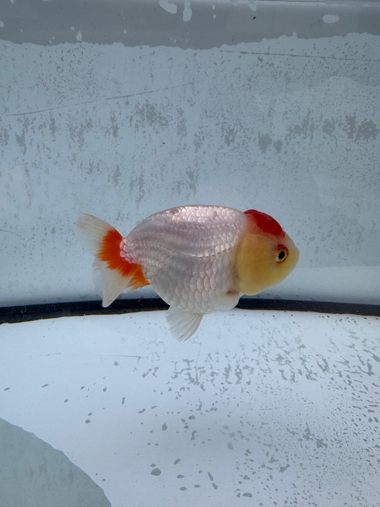 Red&white Ranchu wVF512