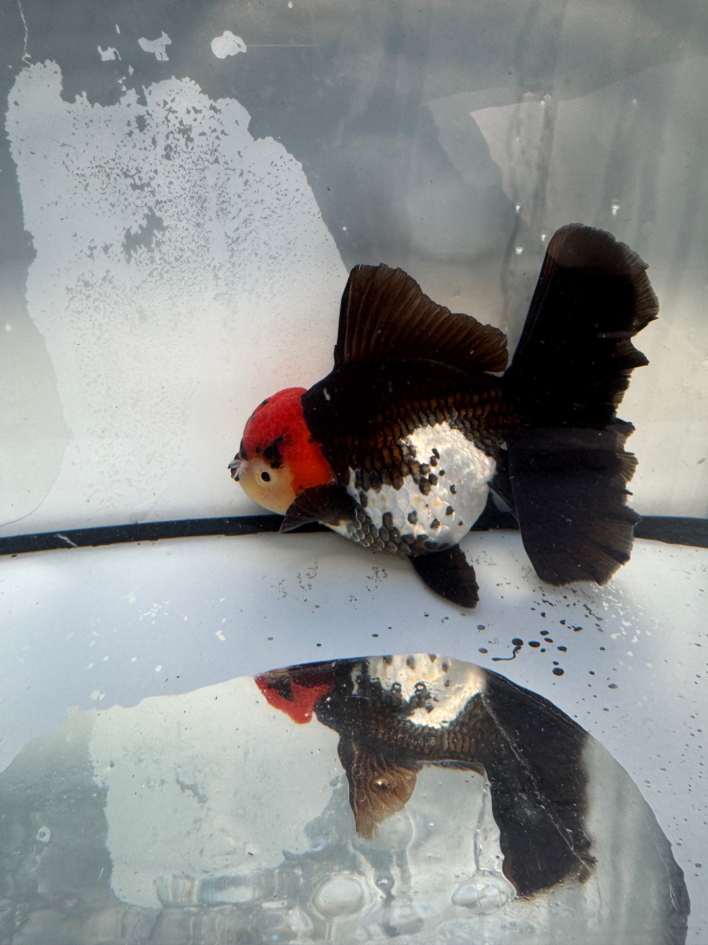 Tricolour Oranda. WVF1095