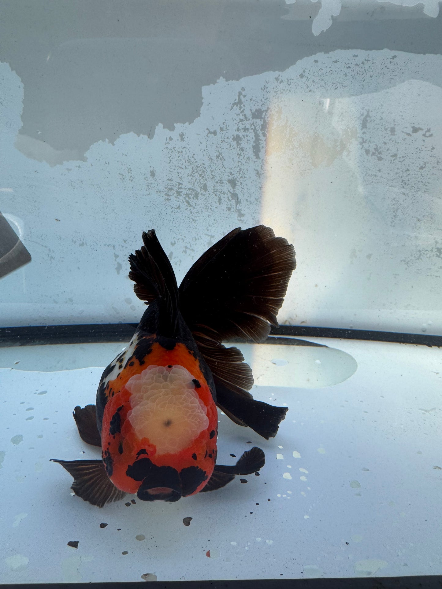 Tricolour Oranda. WVF408