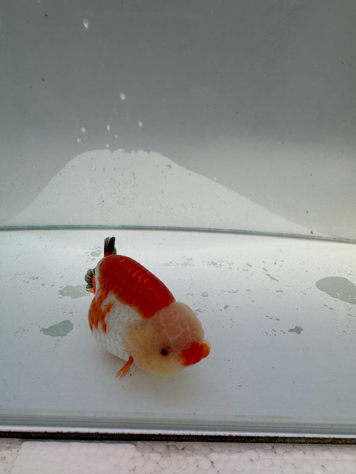 Red&white Ranchu.  WVF034