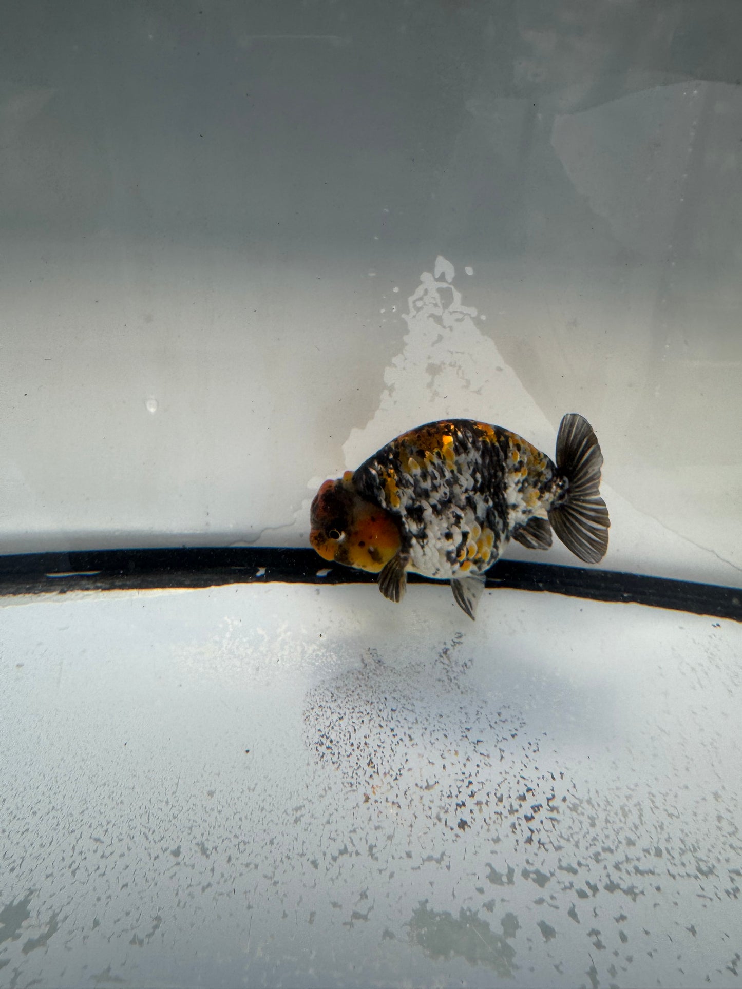Metalic calico Ranchu. WVF1078