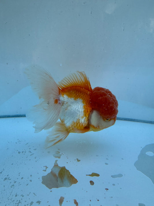 Red&White Oranda.  WVF068