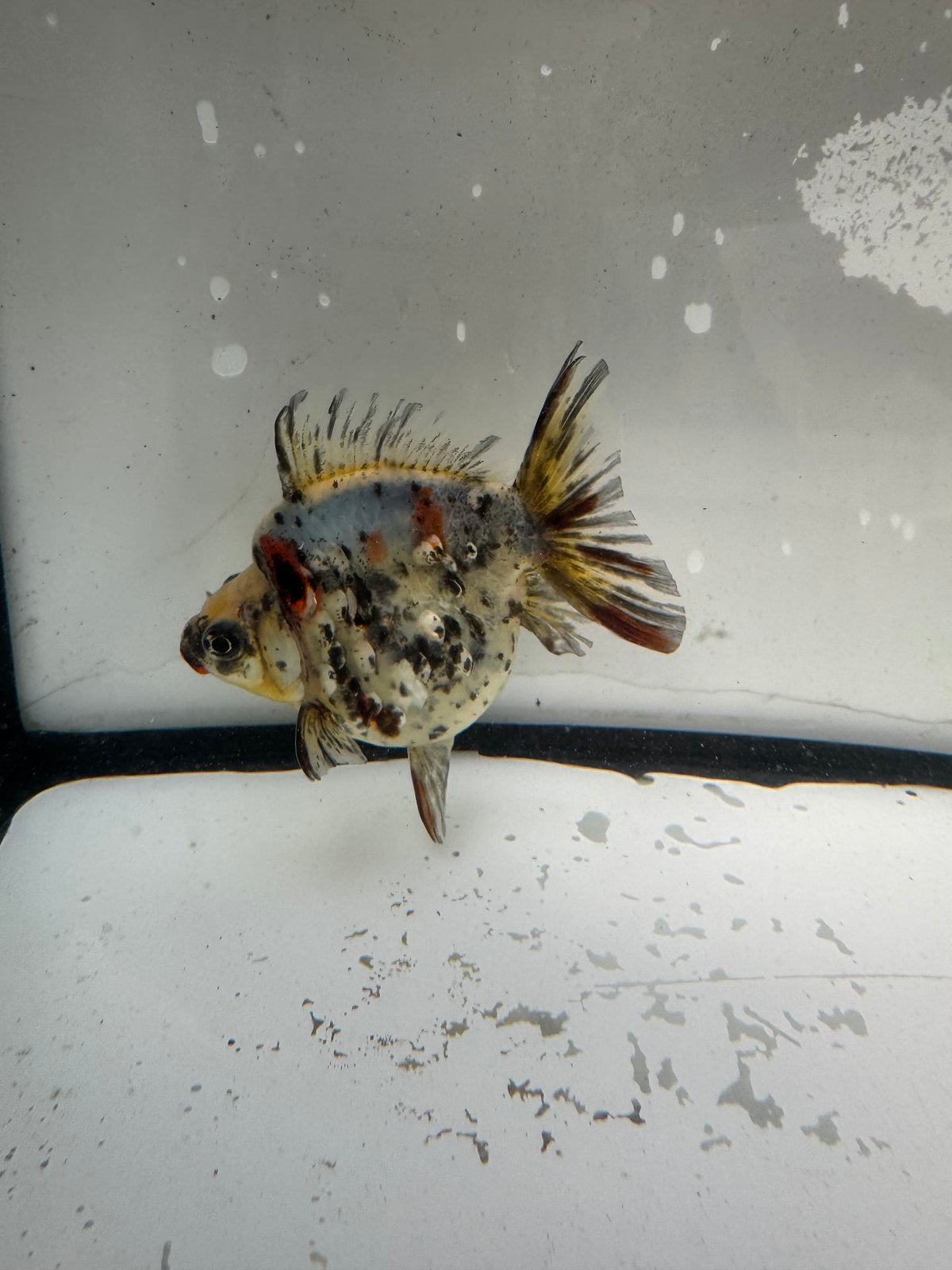 Calico Ryukin. WVF1207