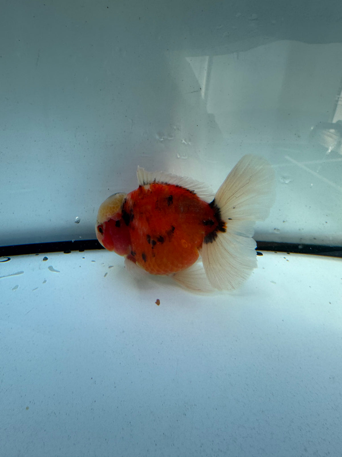 Calico Oranda.  WVF1226