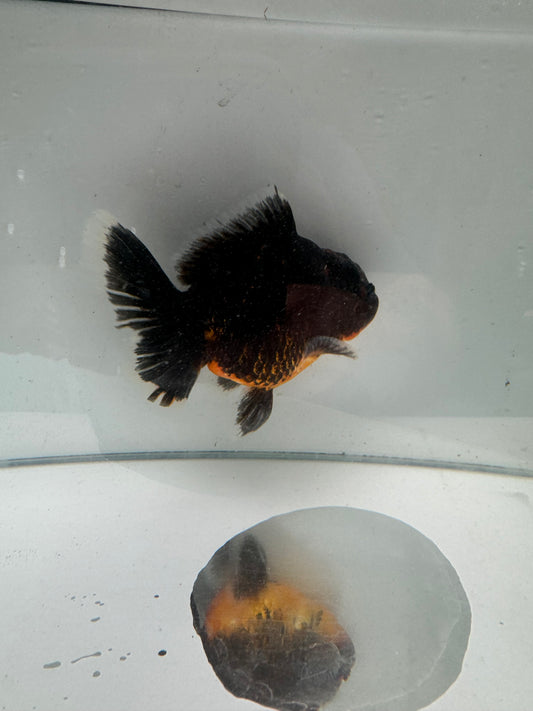 Original Shogun Oranda.  WVF082