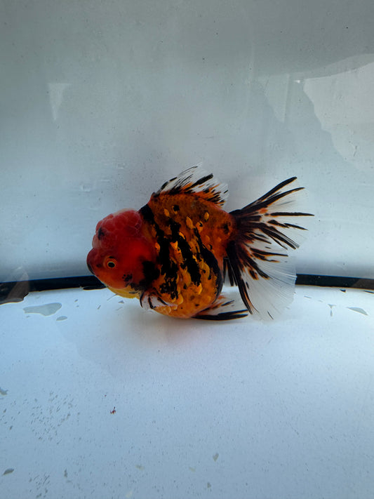 Red tiger Oranda.  WVF1223