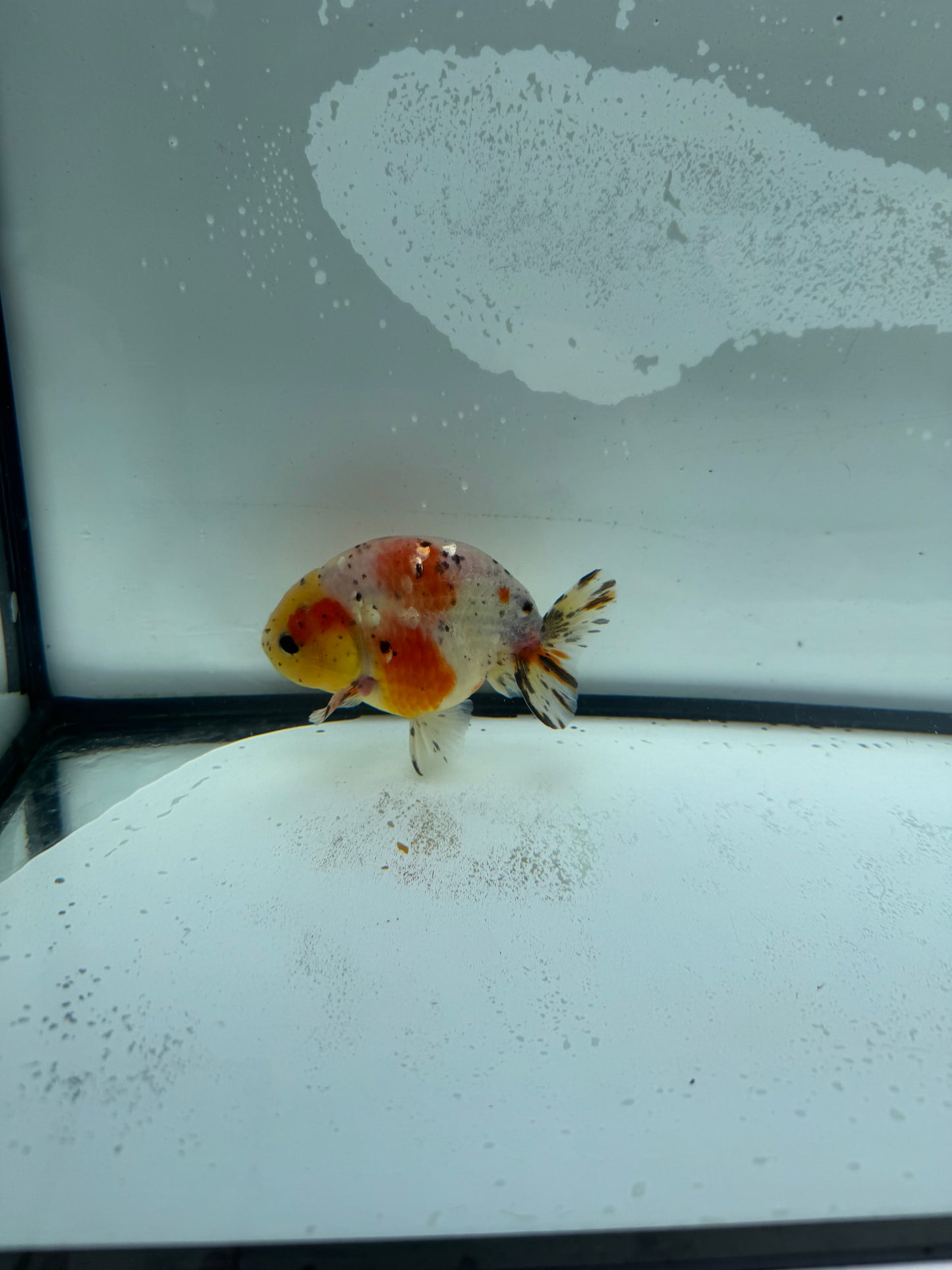 Calico Ranchu. WVF951
