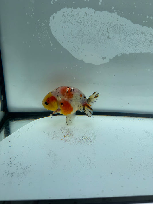 Calico Ranchu. WVF951