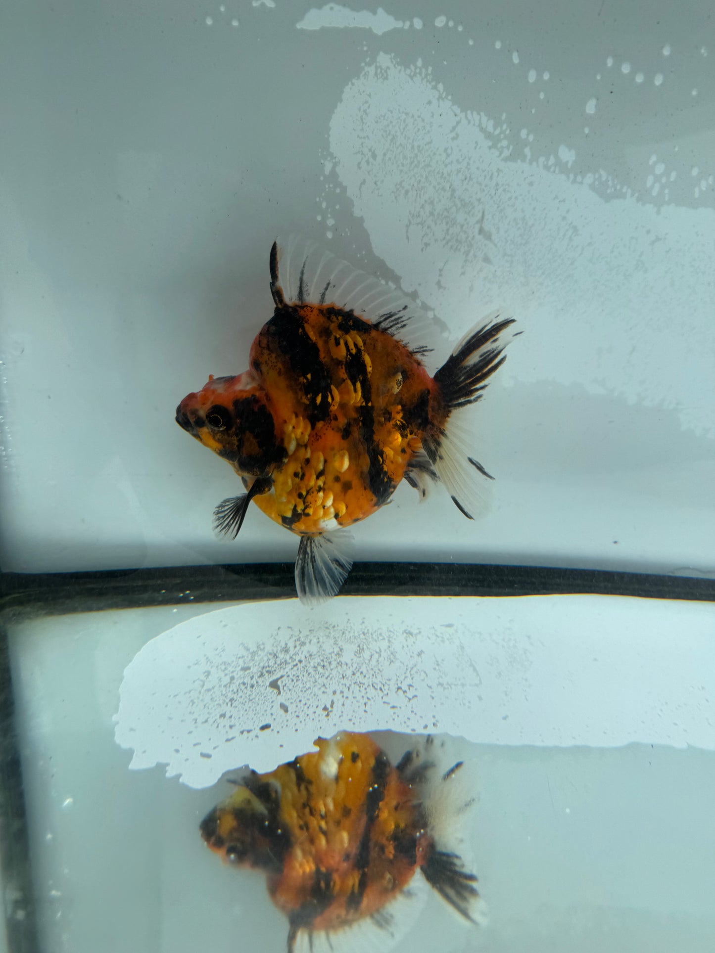 Calico Ryukin. WVF966