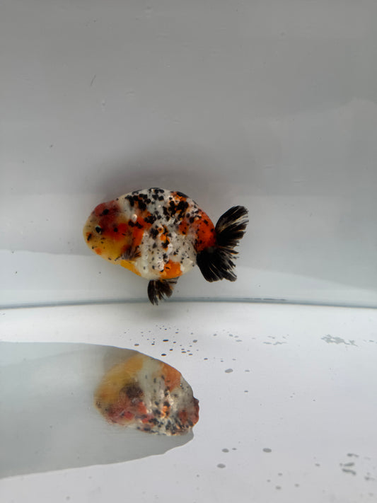 Calico Ranchu. WVF2120