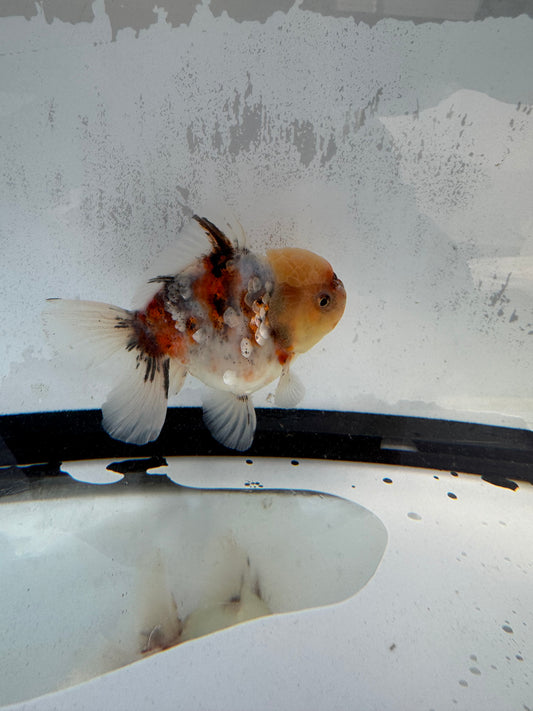 Calico Oranda WVF421