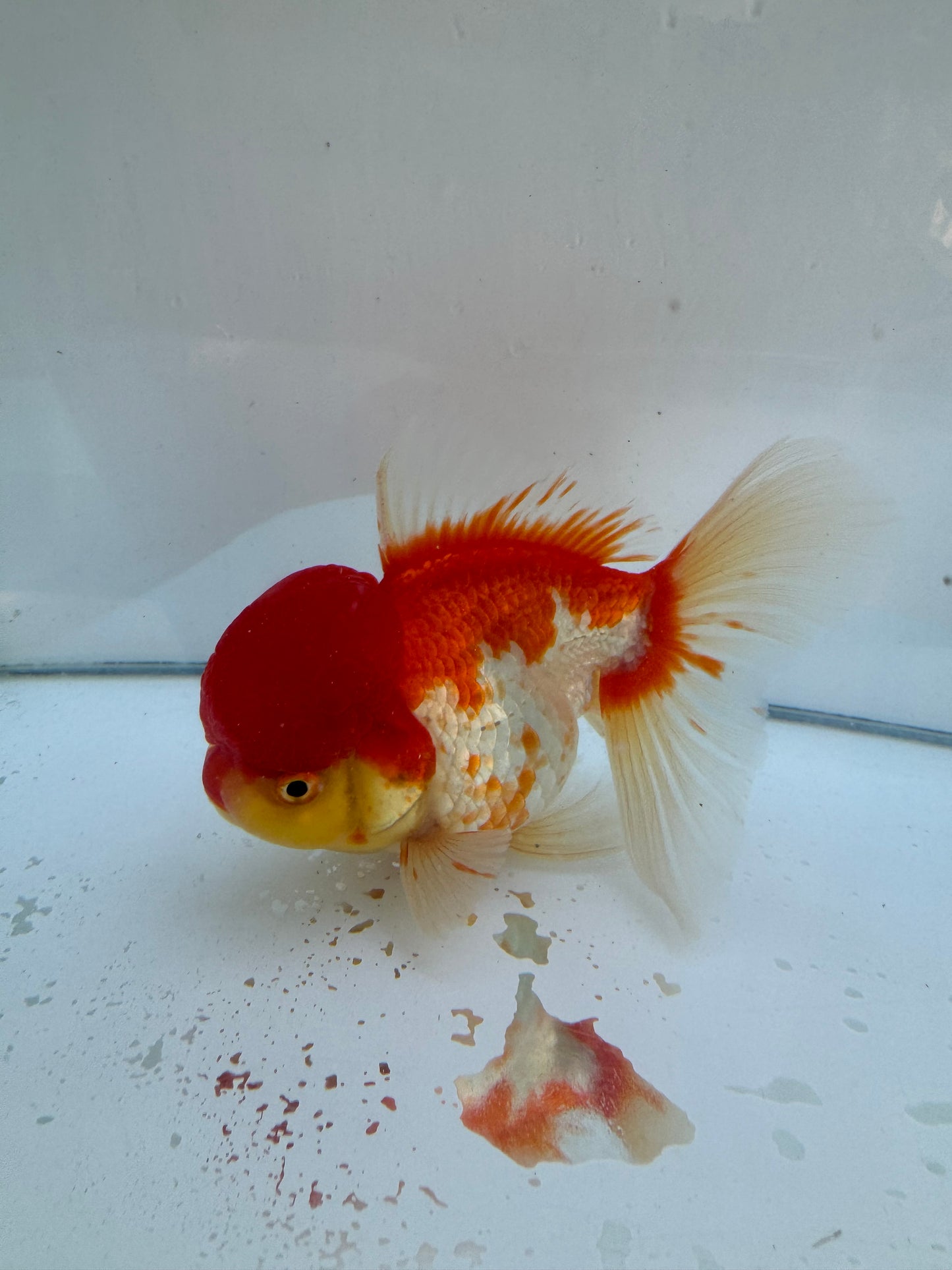 Red&White Oranda. WVF066