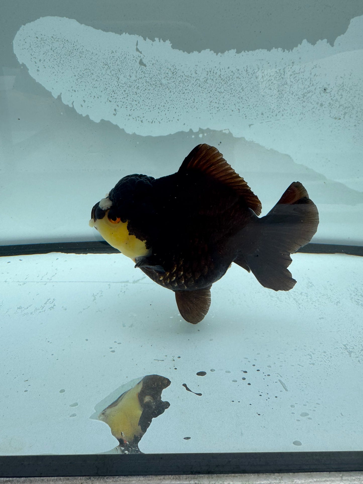 Short tail Oranda.  WVF926