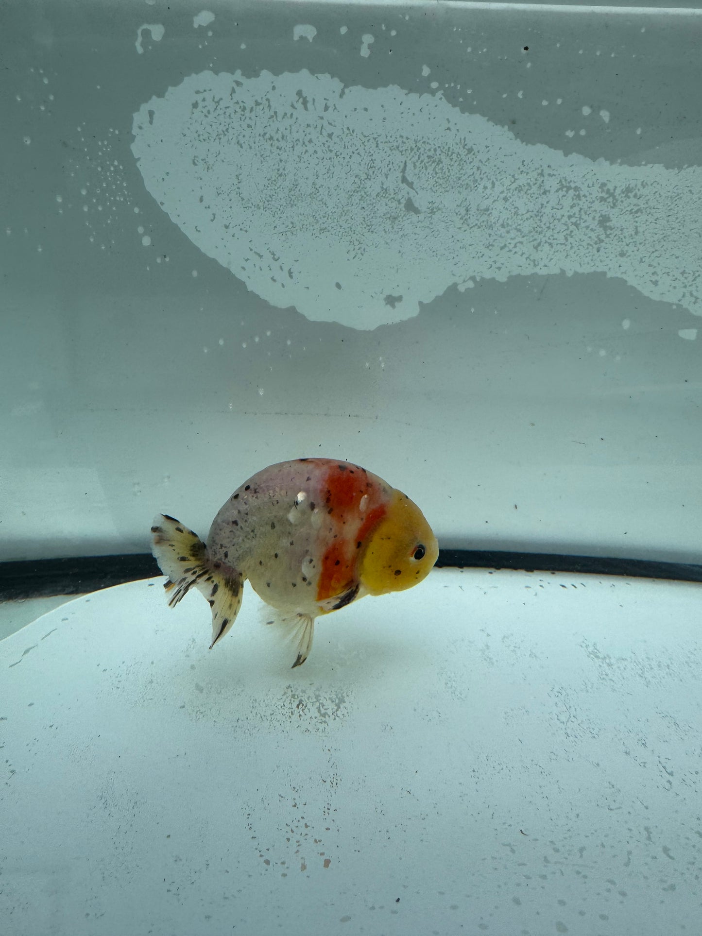 Calico Ranchu. WVF951