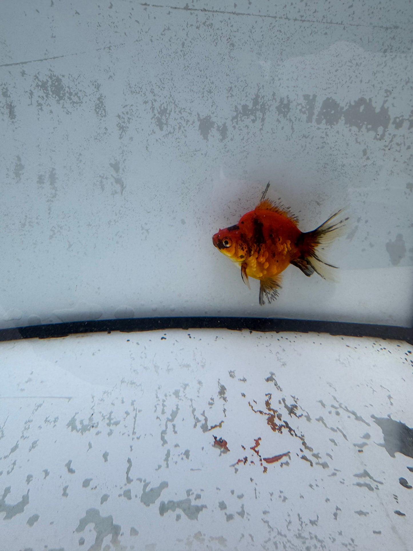 Red Tiger broadtail Ryukin. WVF578