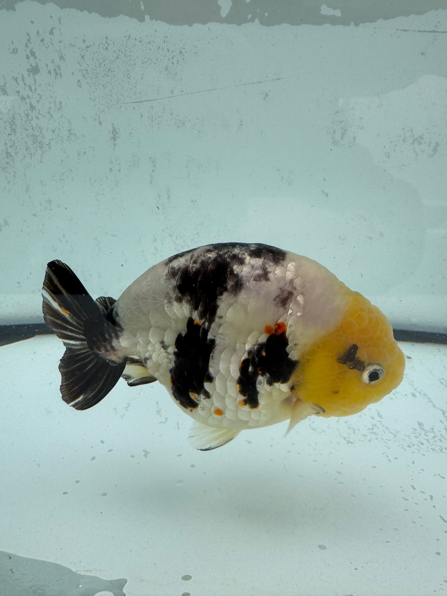 Cow Ranchu. WVF485
