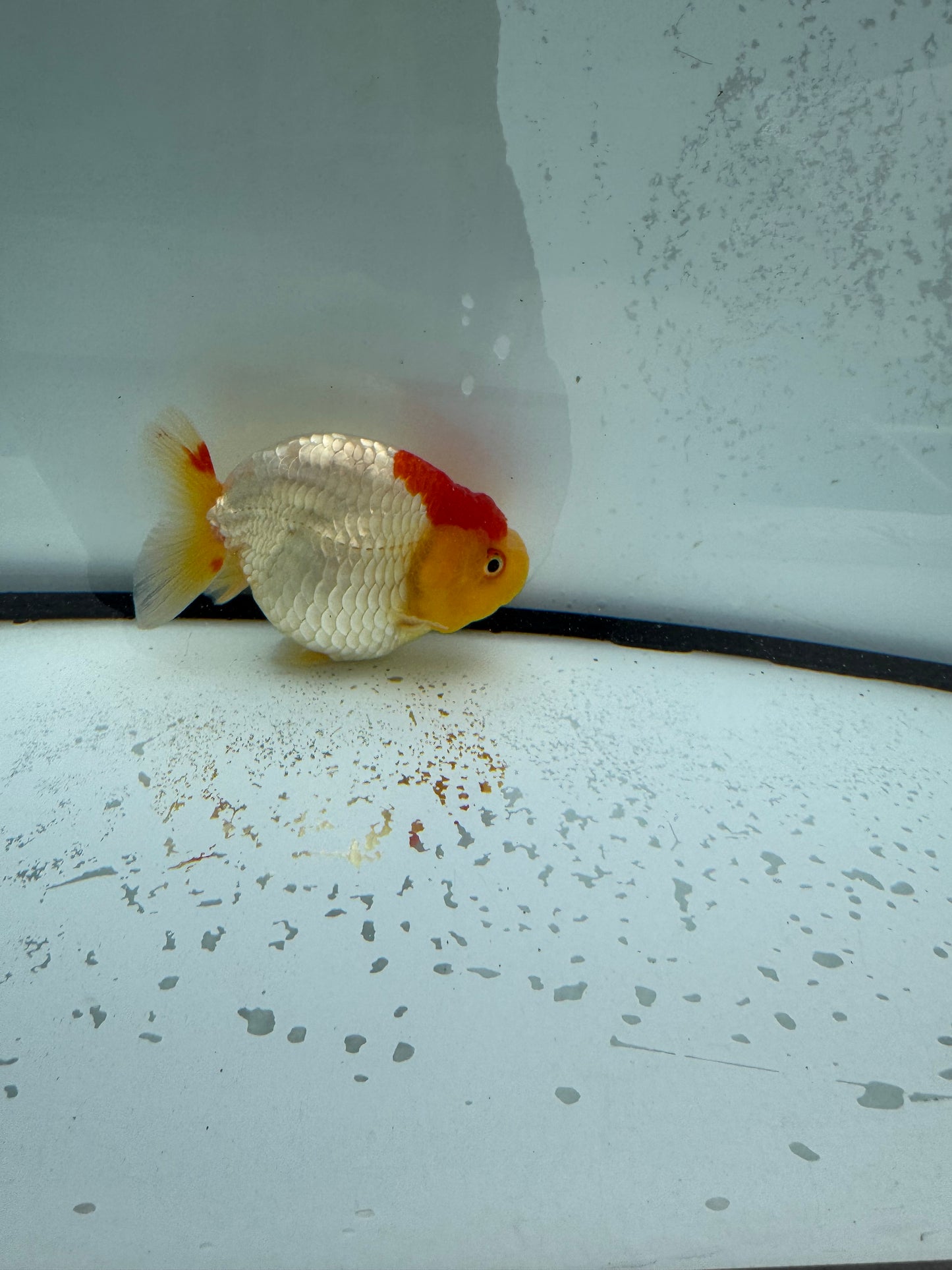Red&white Ranchu. WVF1110