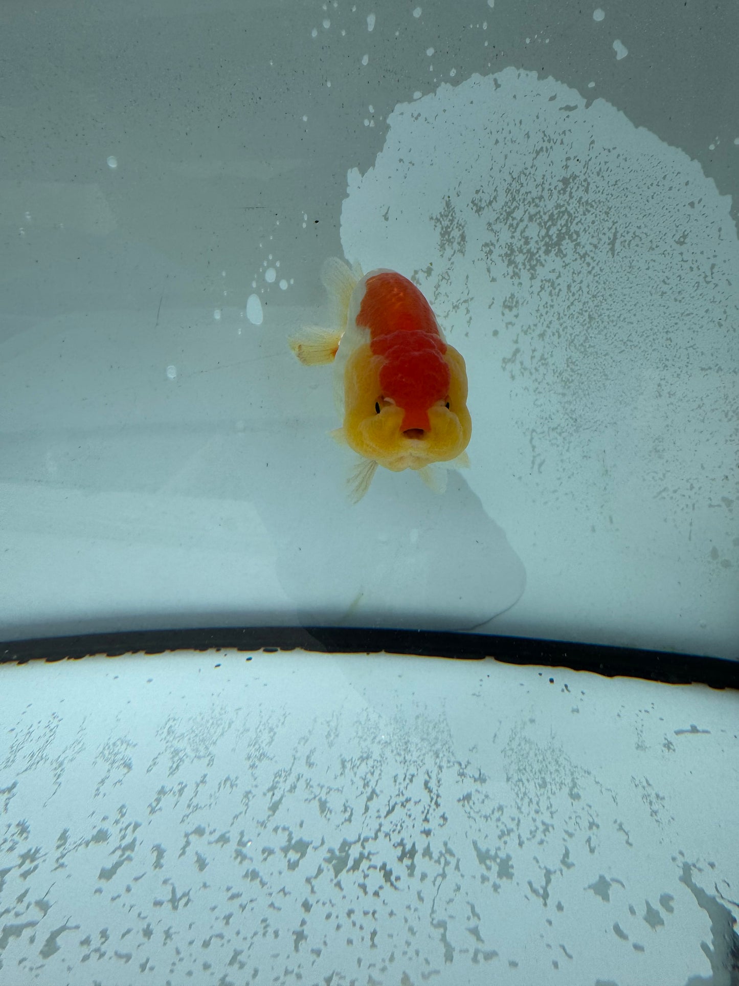 Red&white Ranchu. WVF1003