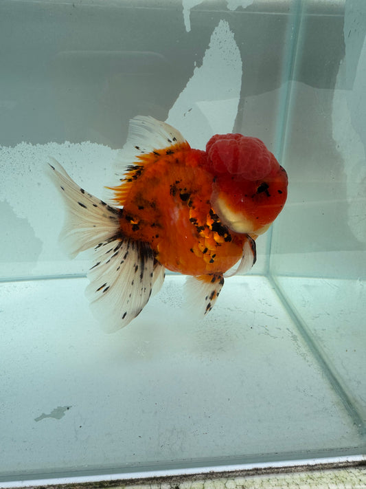 Calico Oranda. WVF342.