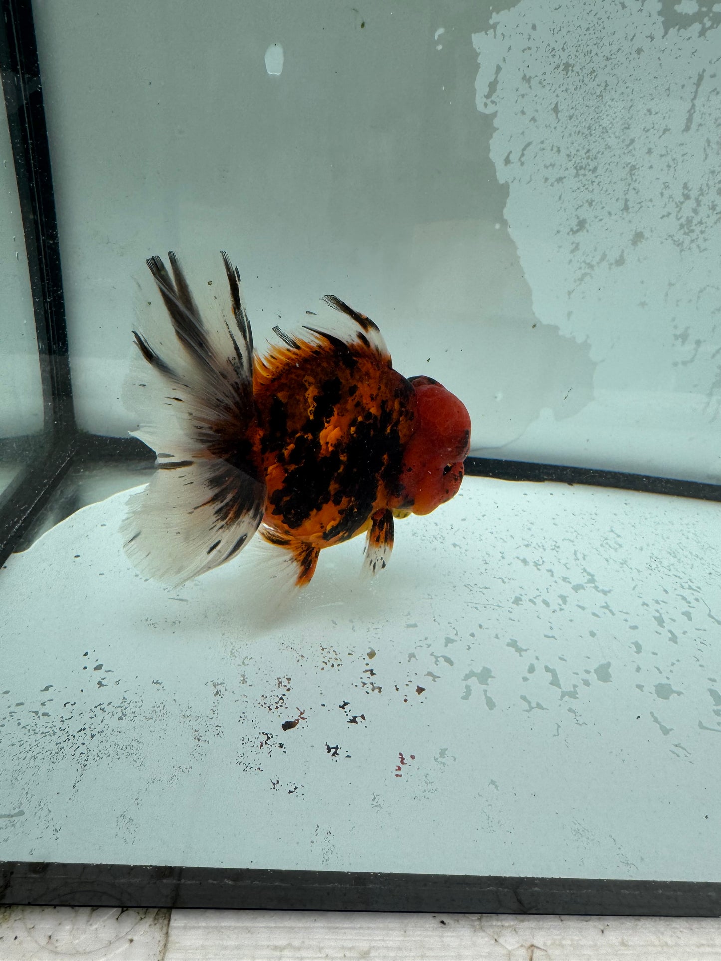 Red tiger Oranda. WVF1117