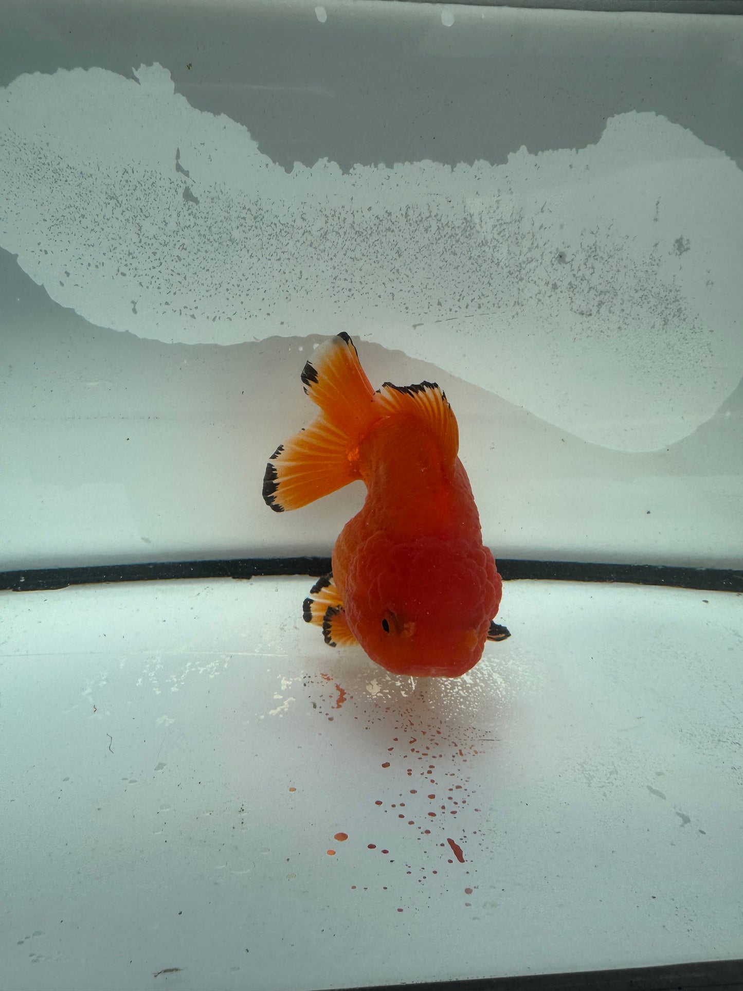 Short tail Oranda  WVF932