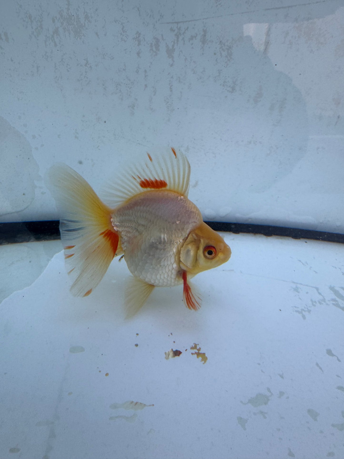 Red&white Broadtail Ryukin. WVF562