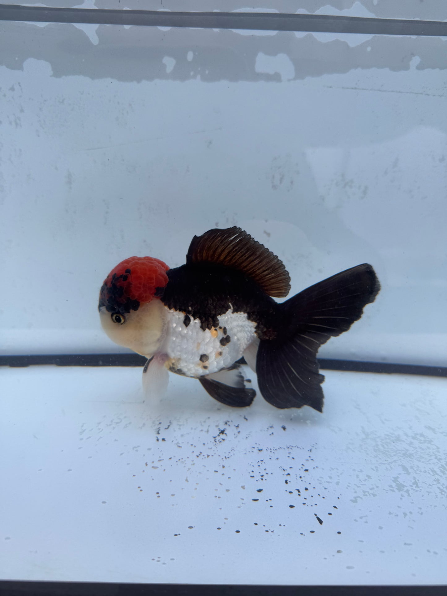 Tricolour Oranda. WVF477