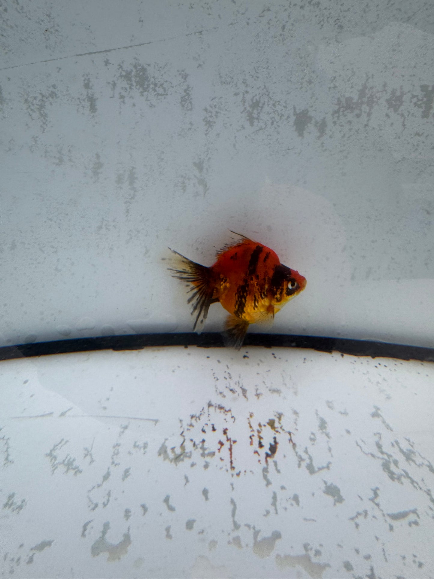 Red Tiger broadtail Ryukin. WVF578