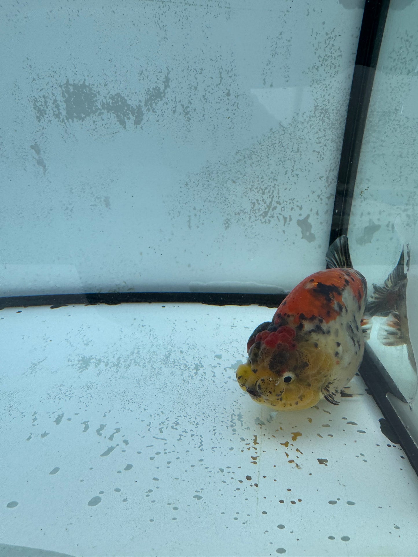 Calico tiger Ranchu. WVF447