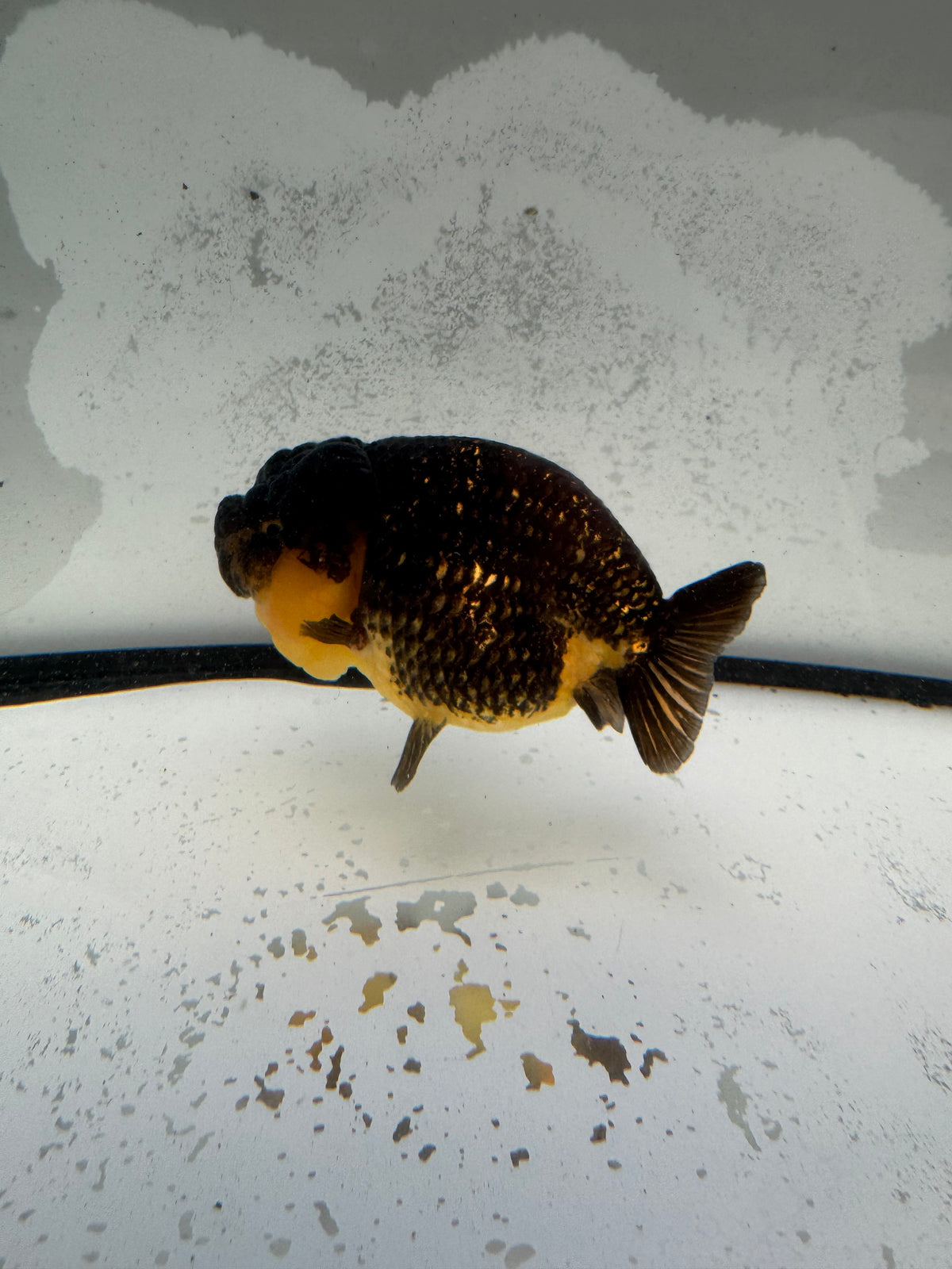 Dragonhead Ranchu. WVF1180
