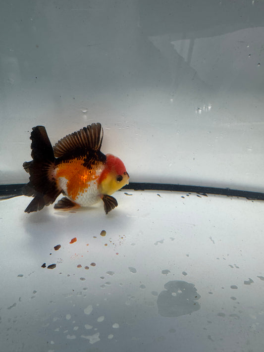 Tricolour Oranda. WVF937