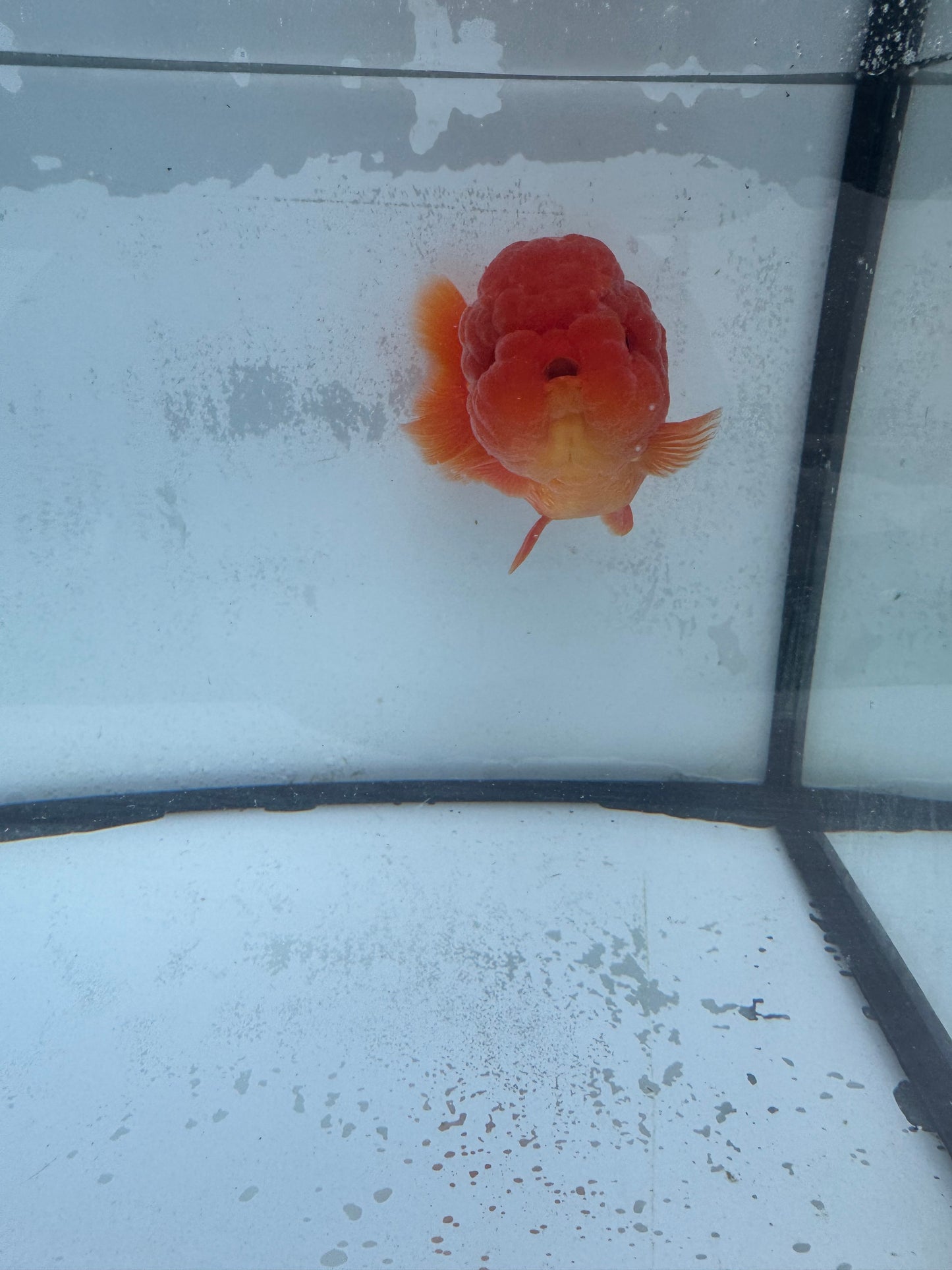 Red Ranchu. WVF454