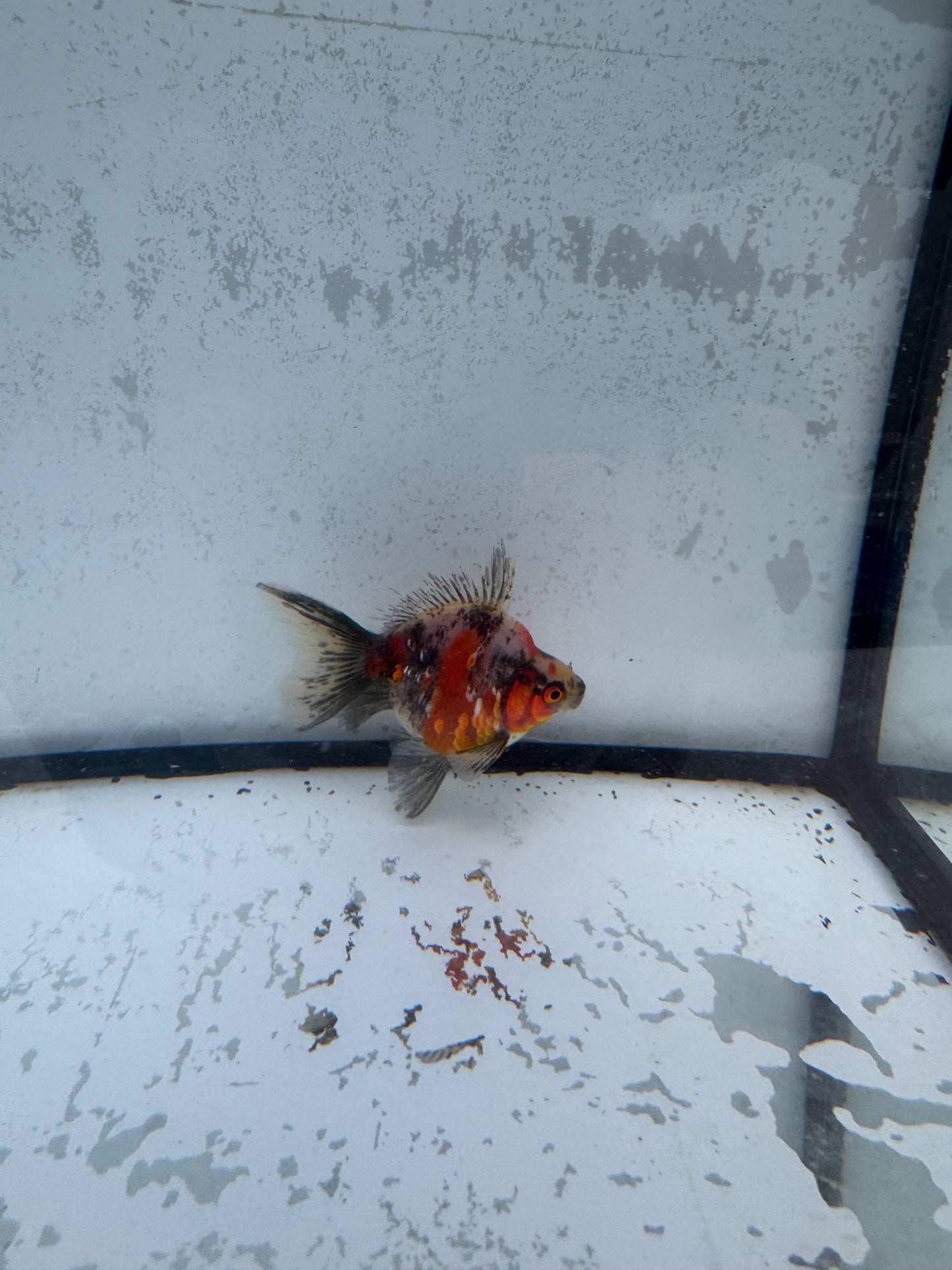 Calico broadtail Ryukin. WVF577