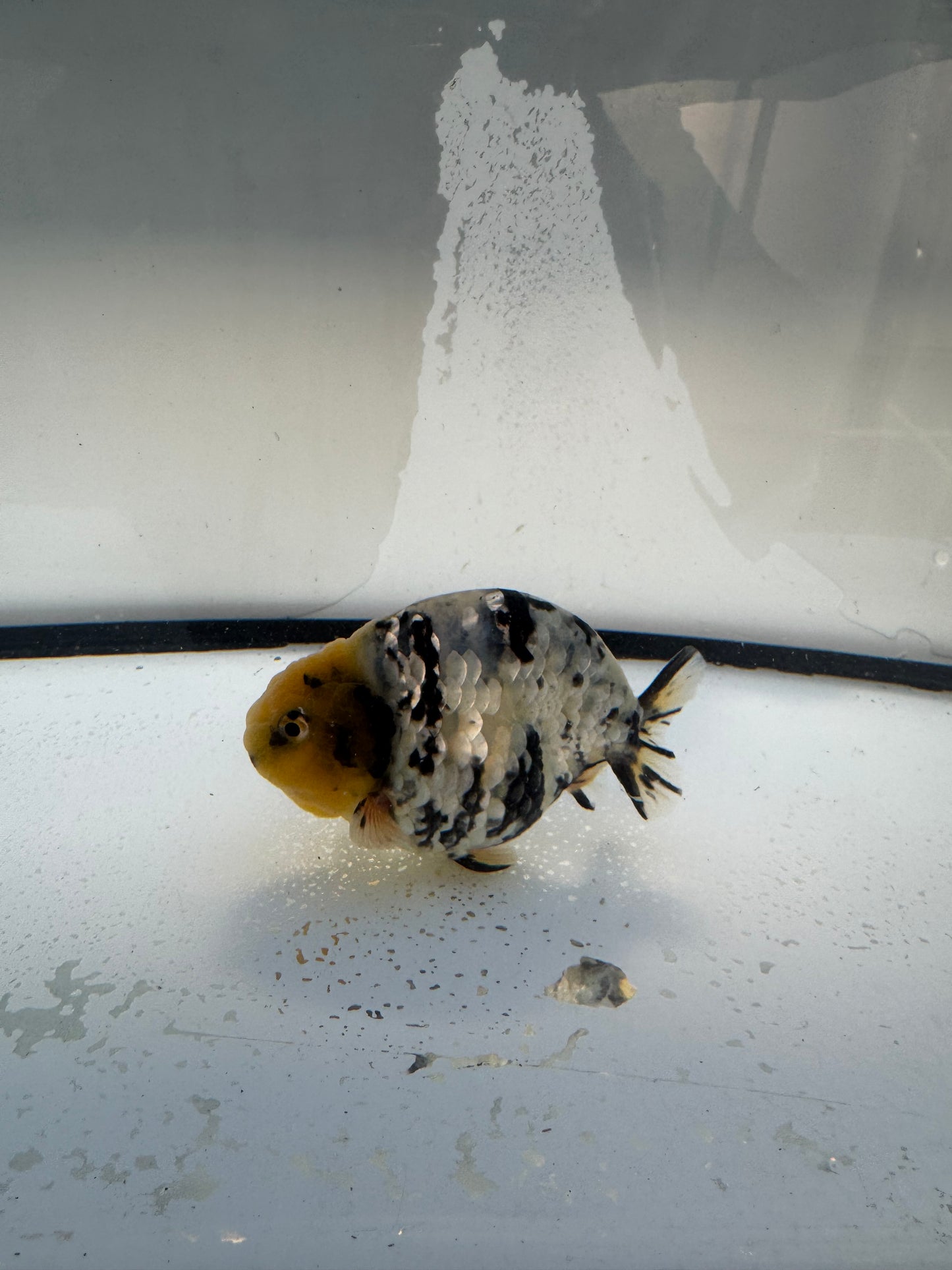 White Tiger Ranchu. WVF1086