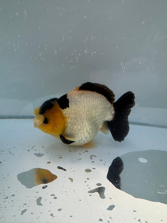 Short Tail Pom Pom panda Oranda. WVF063