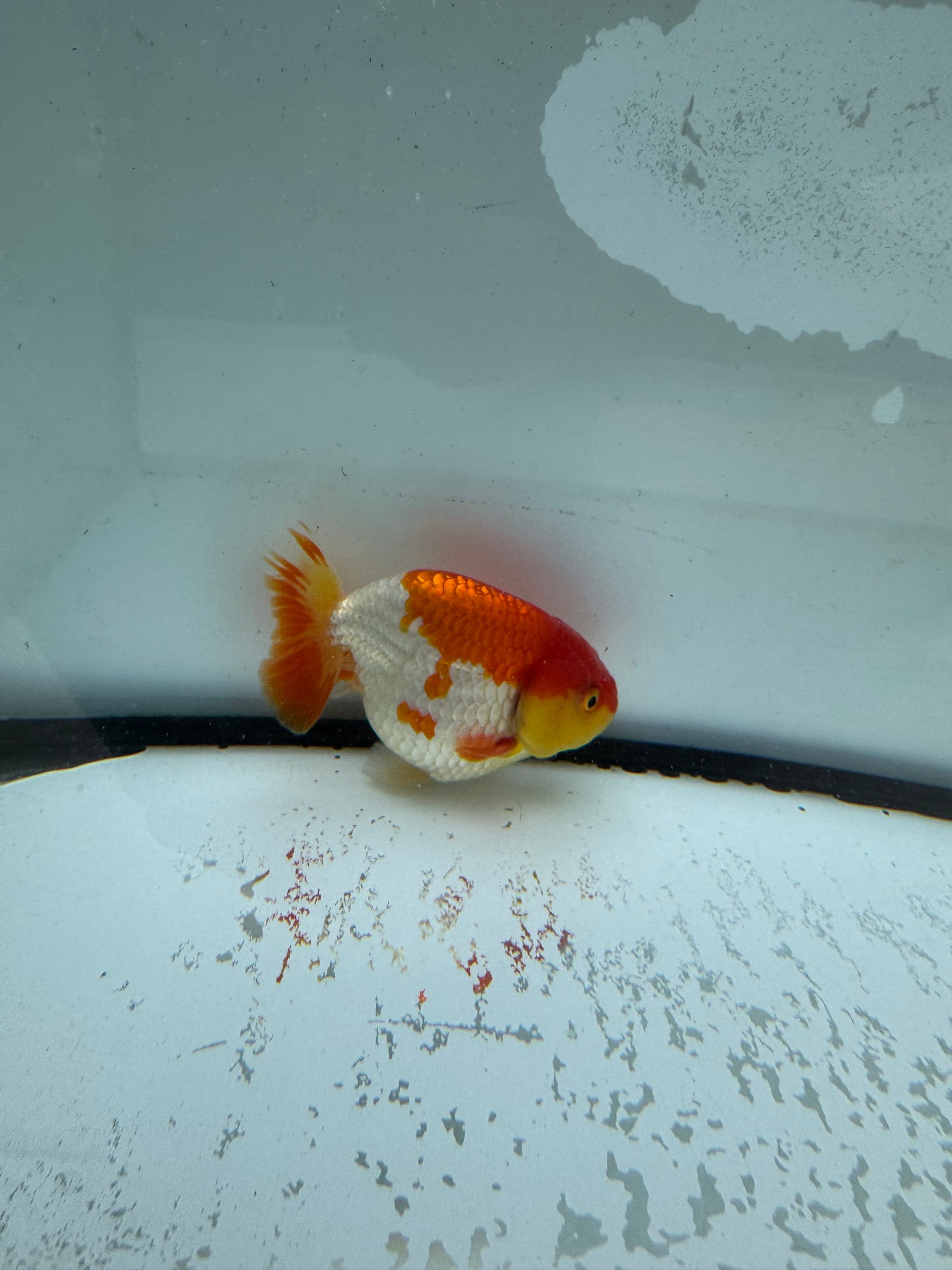 Red&white Ranchu.  WVF1008