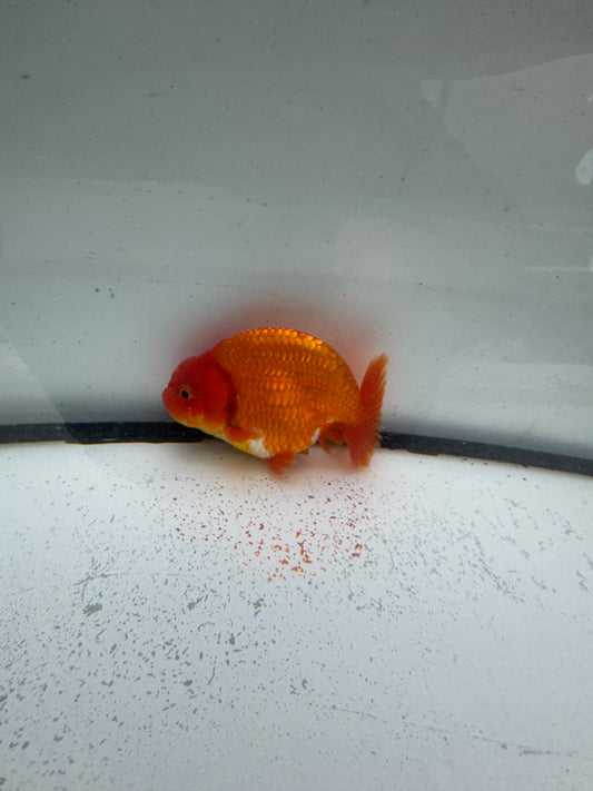 Red&white Ranchu. WVF995