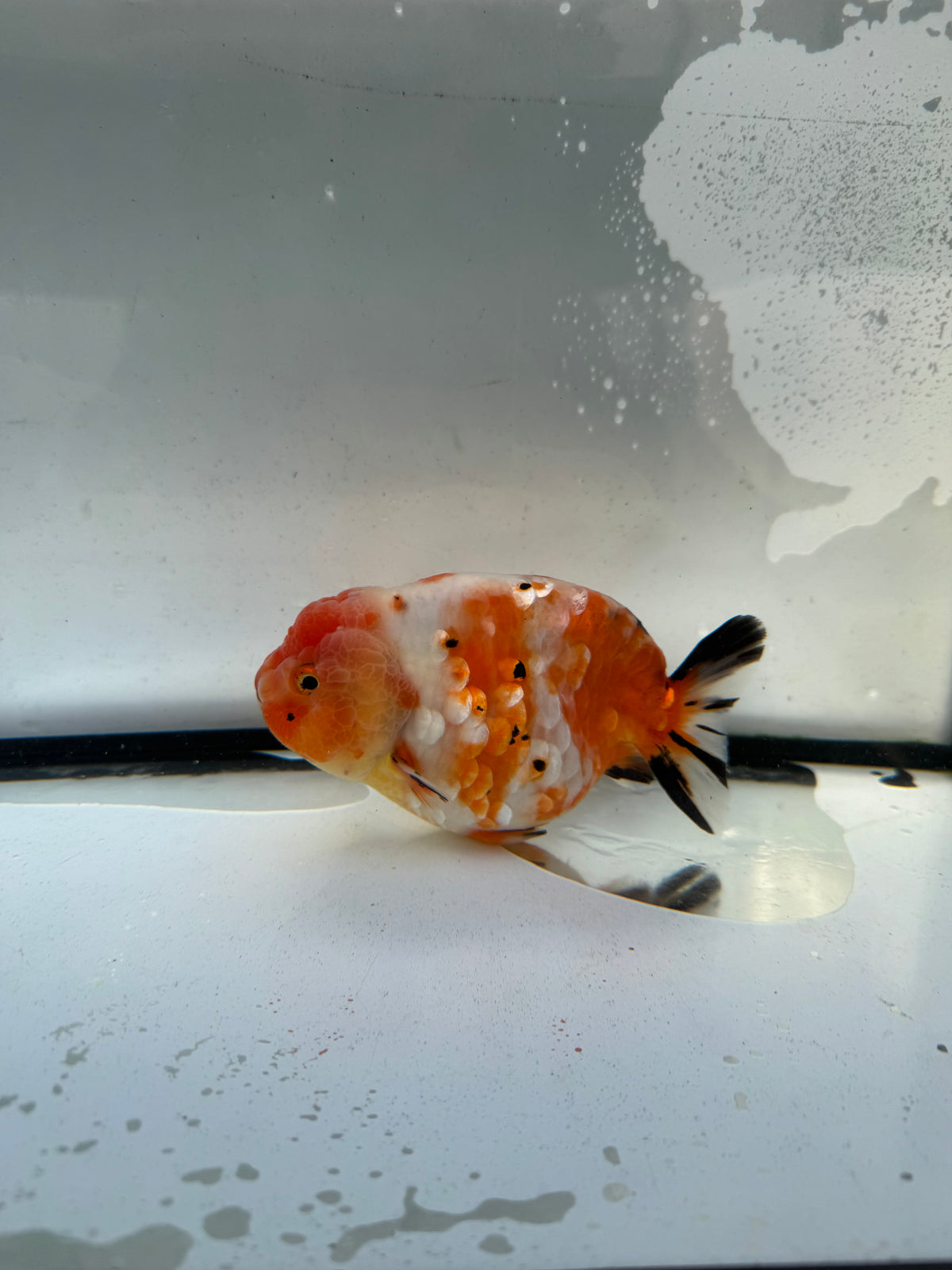 Calico Ranchu. WVF1249