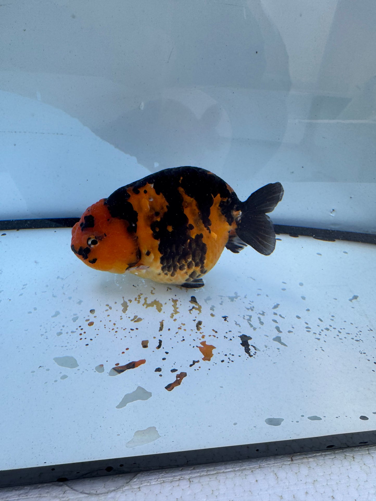 Red Tiger Ranchu. WVF606