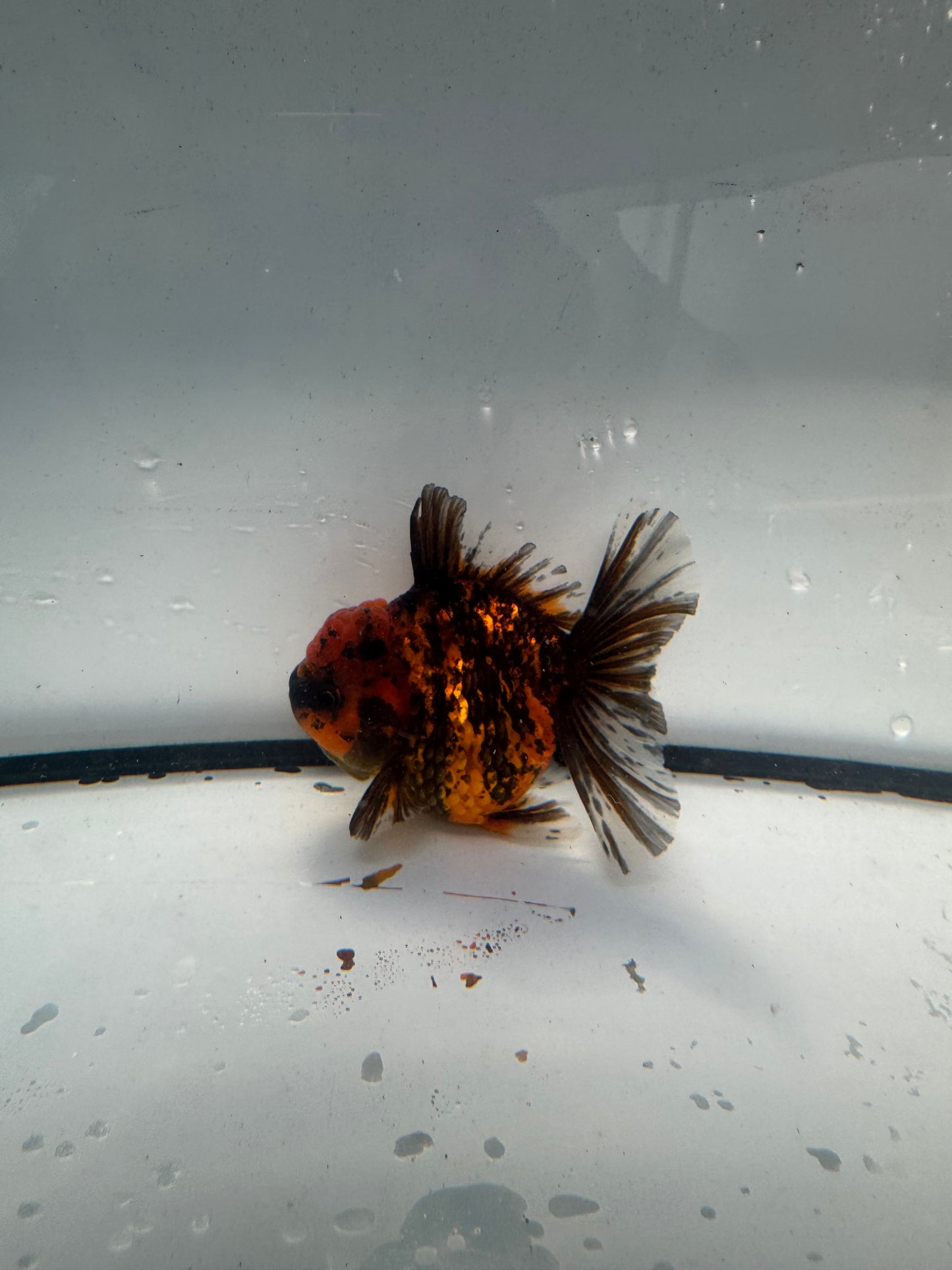Red tiger Oranda. WVF940