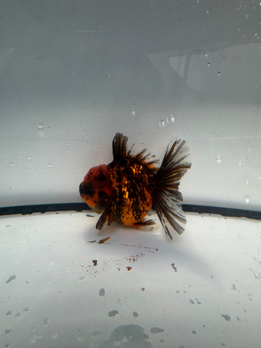 Red tiger Oranda. WVF940