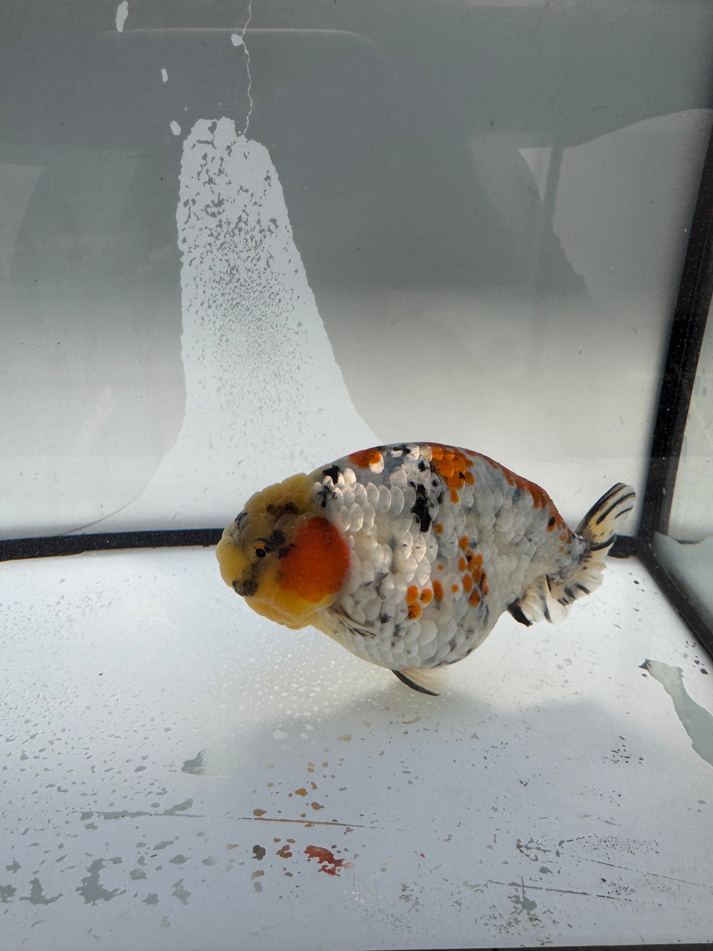 Metalic calico Ranchu. WVF1082
