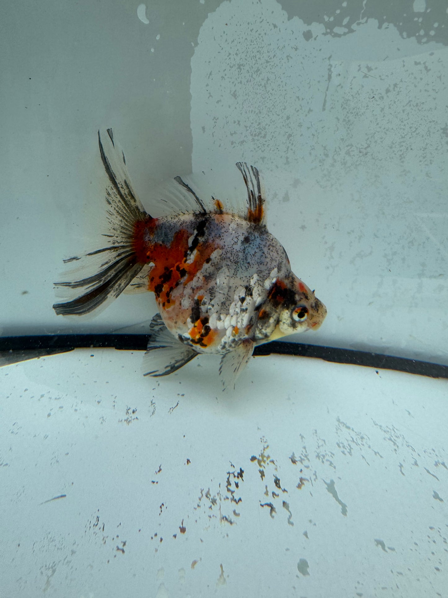 Calico broadtail Ryukin. WVF1124