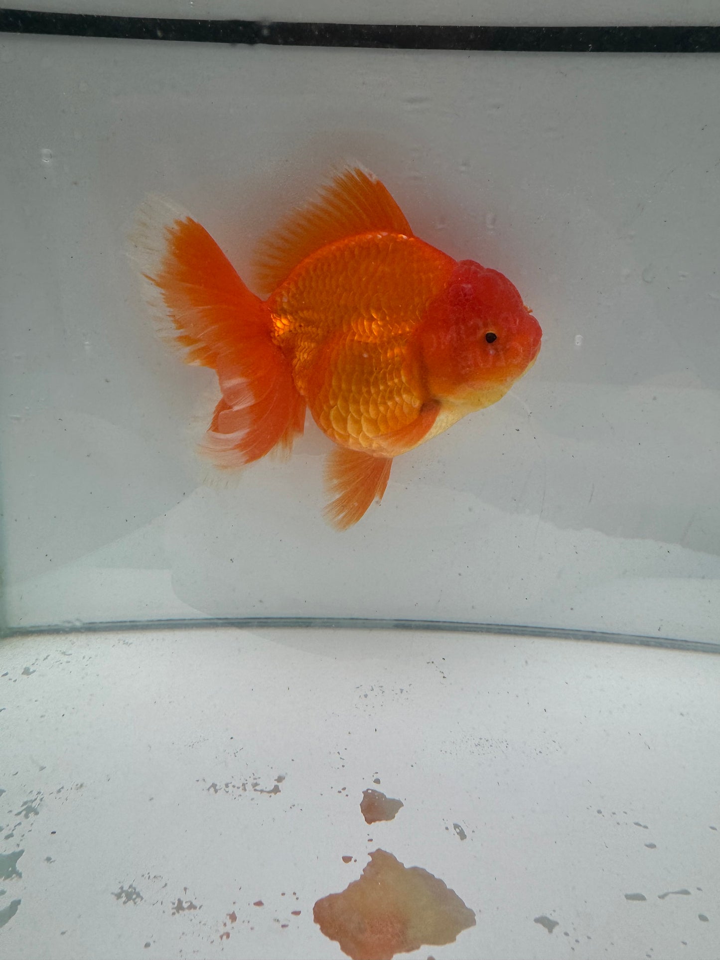 Original Shogun Oranda.  WVF086