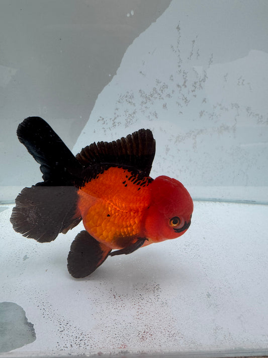 Apache Oranda. WVF340